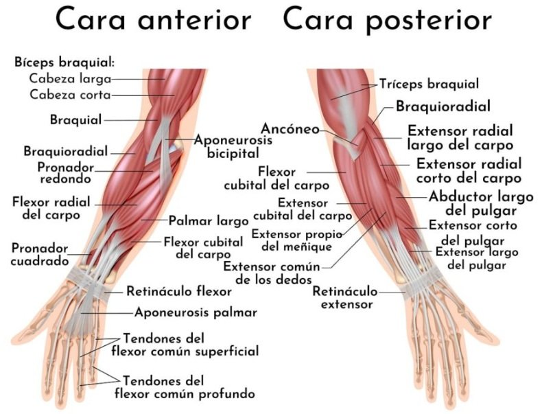 Musculos de los brazos con para identificar los beneficios de utilizar Máquina para Brazos