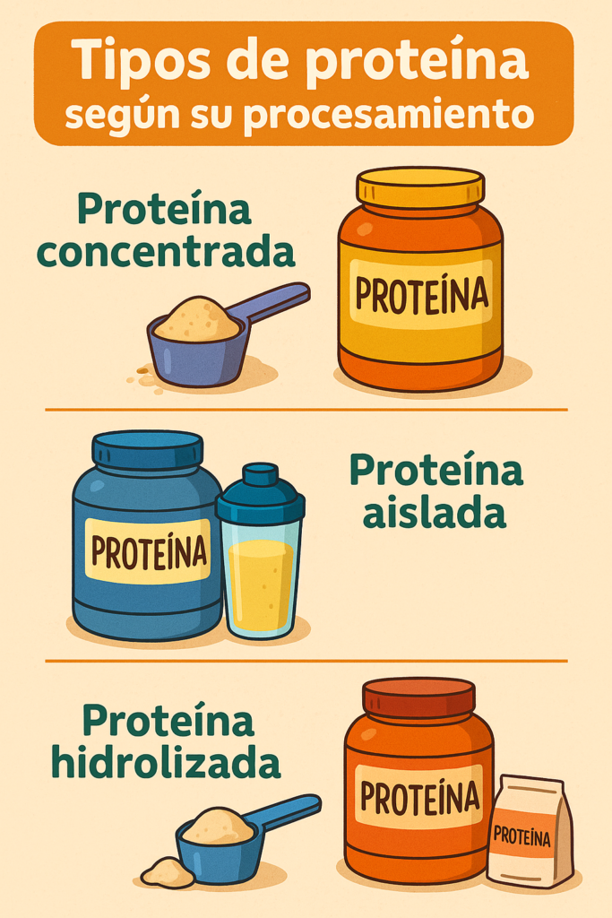 Tipos de Proteína en Polvo segun su procesamiento : Contentrada , Aislada, Hidrolizada