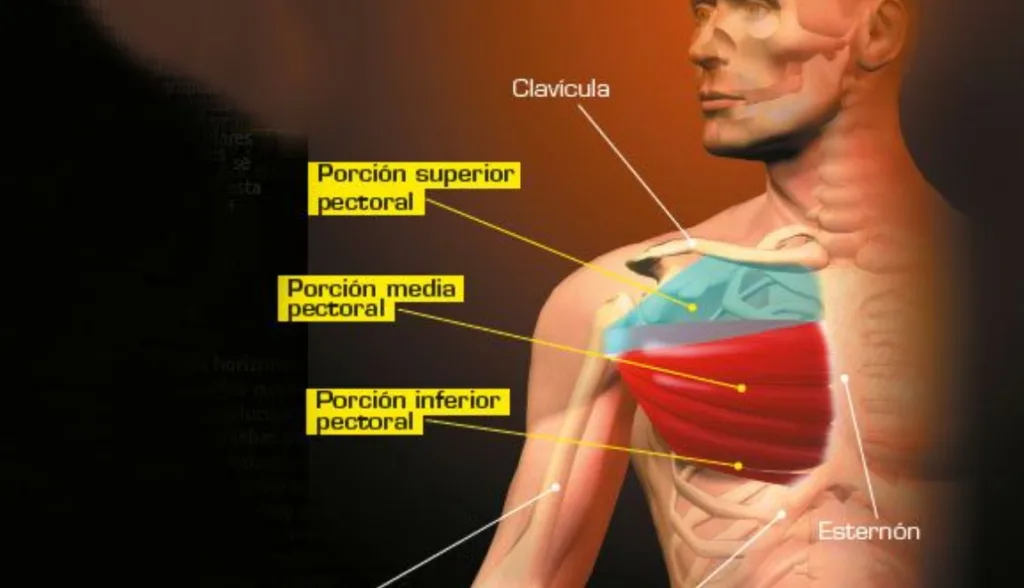Pectoral mayor activado en máquina de pecho Pec Deck: porción esternal y clavicular durante la contracción
